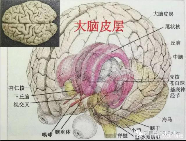 中國腦健康日關(guān)注“頭”等大事，中國腦科技的未來是什么？