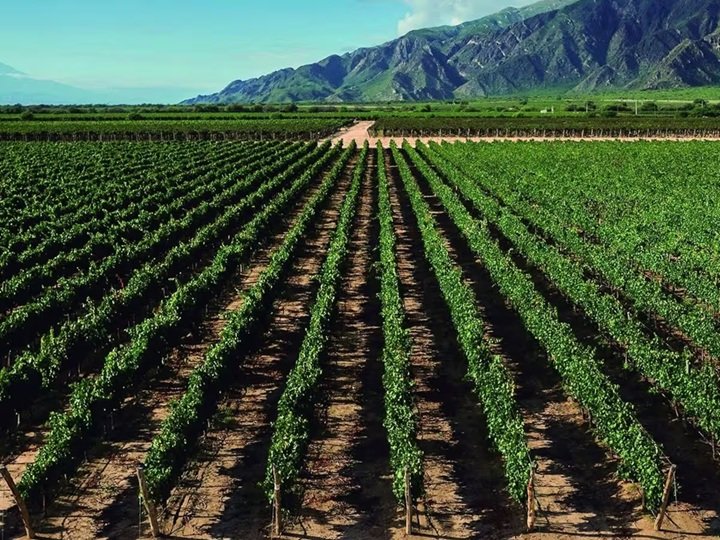 Vista de los viñedos de la bodega Etchart en los Valles Calchaquíes, Salta