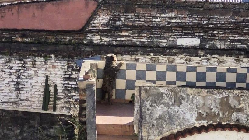 Perro abandonado en terraza de edificio en calle 24 de Septiembre, Tucumán