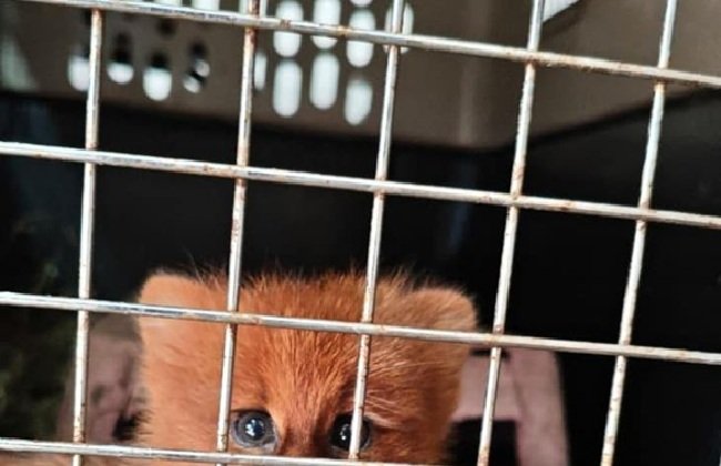 Cachorro de jaguarundí rescatado por técnicos de la DFFSyS en Las Talitas, Tucumán