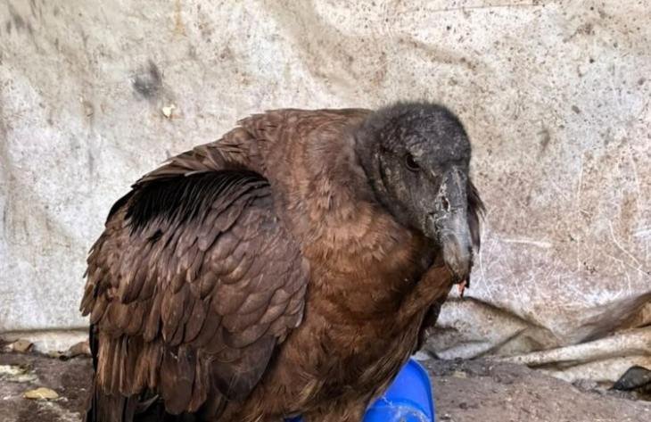 Cóndor andino juvenil rescatado en Chuscha