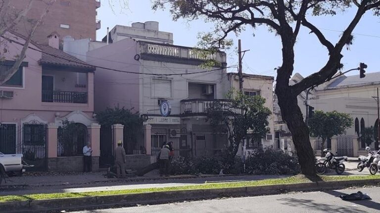 Árbol caído en la vía pública durante el viento zonda en Tucumán