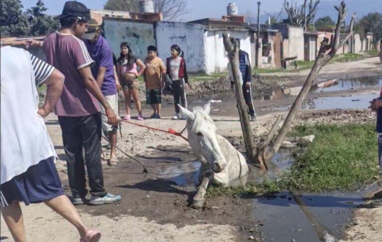 Caballo atrapado en un pozo en Manantial Sur, Tucumán