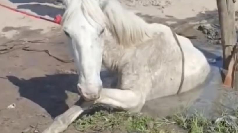 Caballo atrapado en un pozo en la vía pública en Manantial Sur