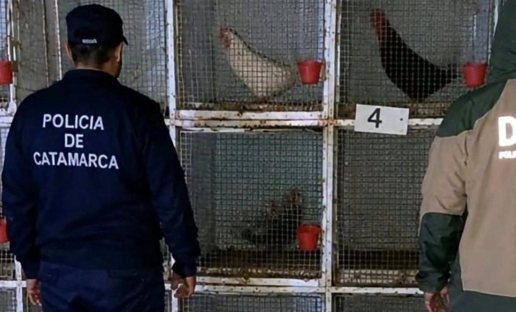 Efectivos policiales durante el procedimiento en Huillapima donde secuestraron 41 gallos