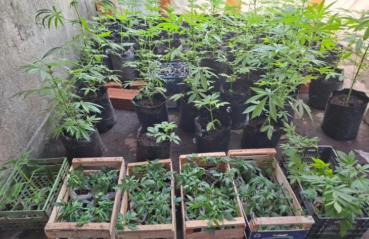 Imagen de un vivero de marihuana durante un allanamiento policial en Villa Carmela