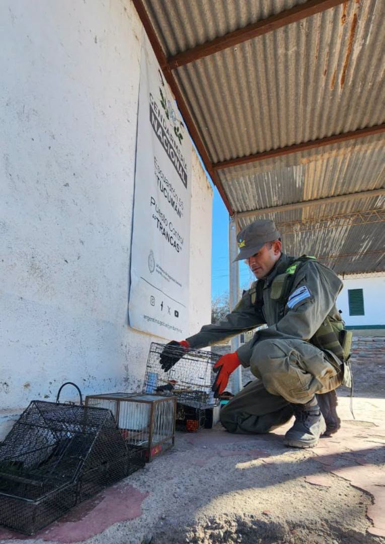 Jaulas con aves silvestres en el baúl de un vehículo durante el procedimiento de Gendarmería en la Ruta 9