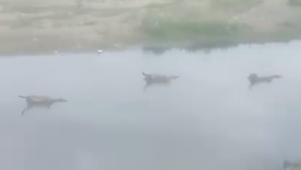 Caballos muertos en el cauce del río Salí en San Cayetano