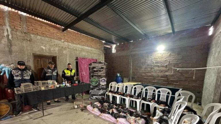 Gallos de riña encontrados en criadero clandestino en Finca Mayo