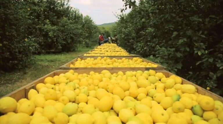 Cítricos tucumanos listos para exportación