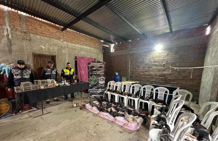 Gallos de riña en cautiverio encontrados durante allanamiento