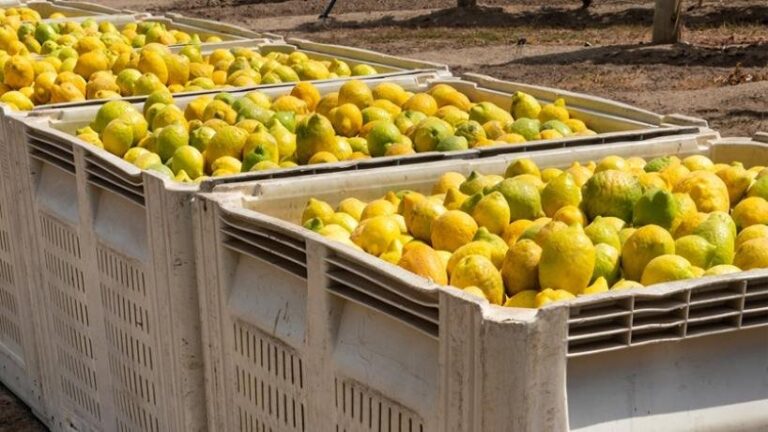 Limones tucumanos listos para exportación