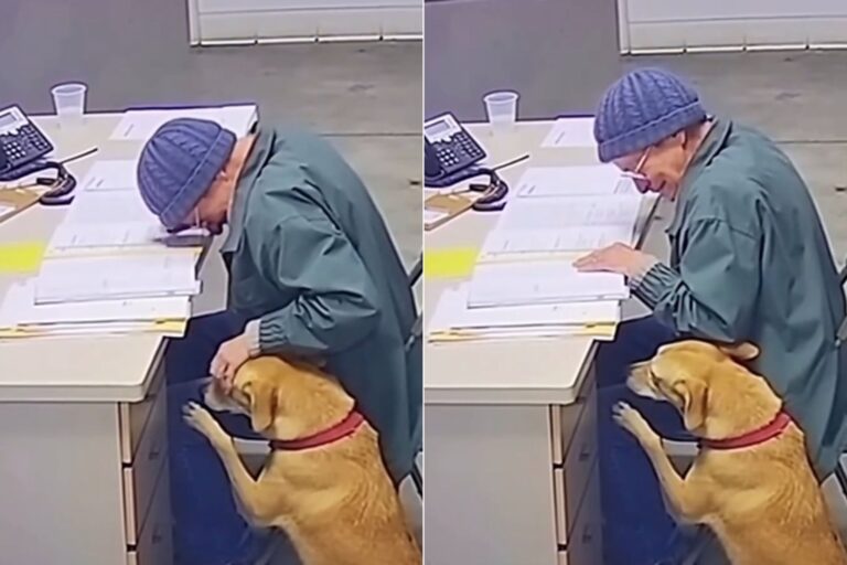 Perro Teddy en el refugio junto a sus pertenencias