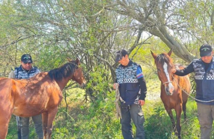 Caballos sueltos en una zona rural de Simoca