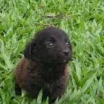 Caja con seis cachorros abandonados en la Plaza Mitre de Concepción