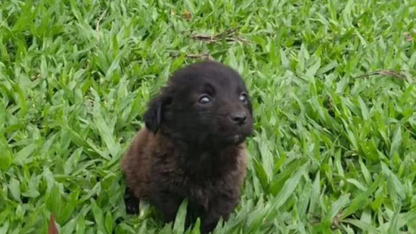 Caja con seis cachorros abandonados en la Plaza Mitre de Concepción