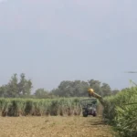 Productores cañeros en Tucumán advierten que quedará caña sin cosechar por lluvias y atraso de zafra