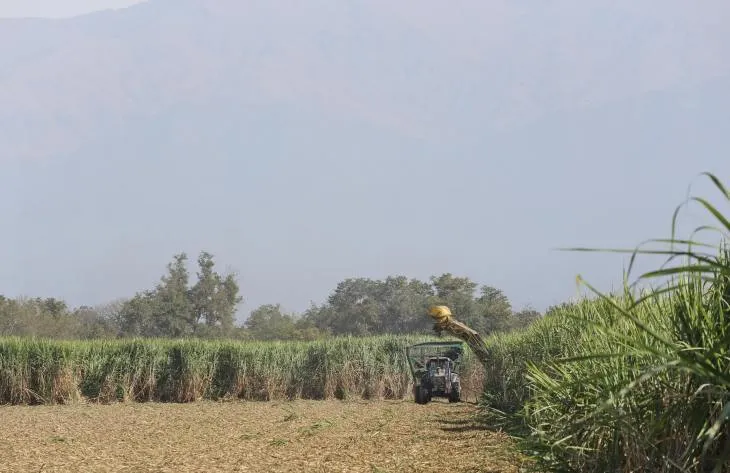 Productores cañeros en Tucumán advierten que quedará caña sin cosechar por lluvias y atraso de zafra