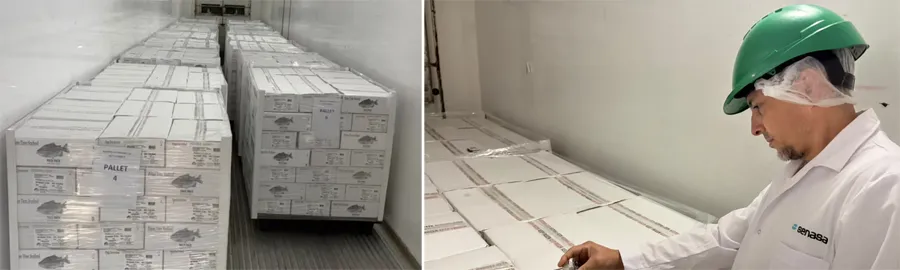 Pacú chaqueño exportado a Estados Unidos tras certificación del SENASA